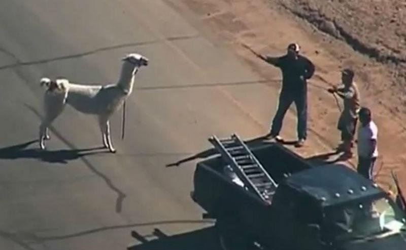 Animais apareceram em um bairro residencial em Phoenix, nos Estados Unidos 