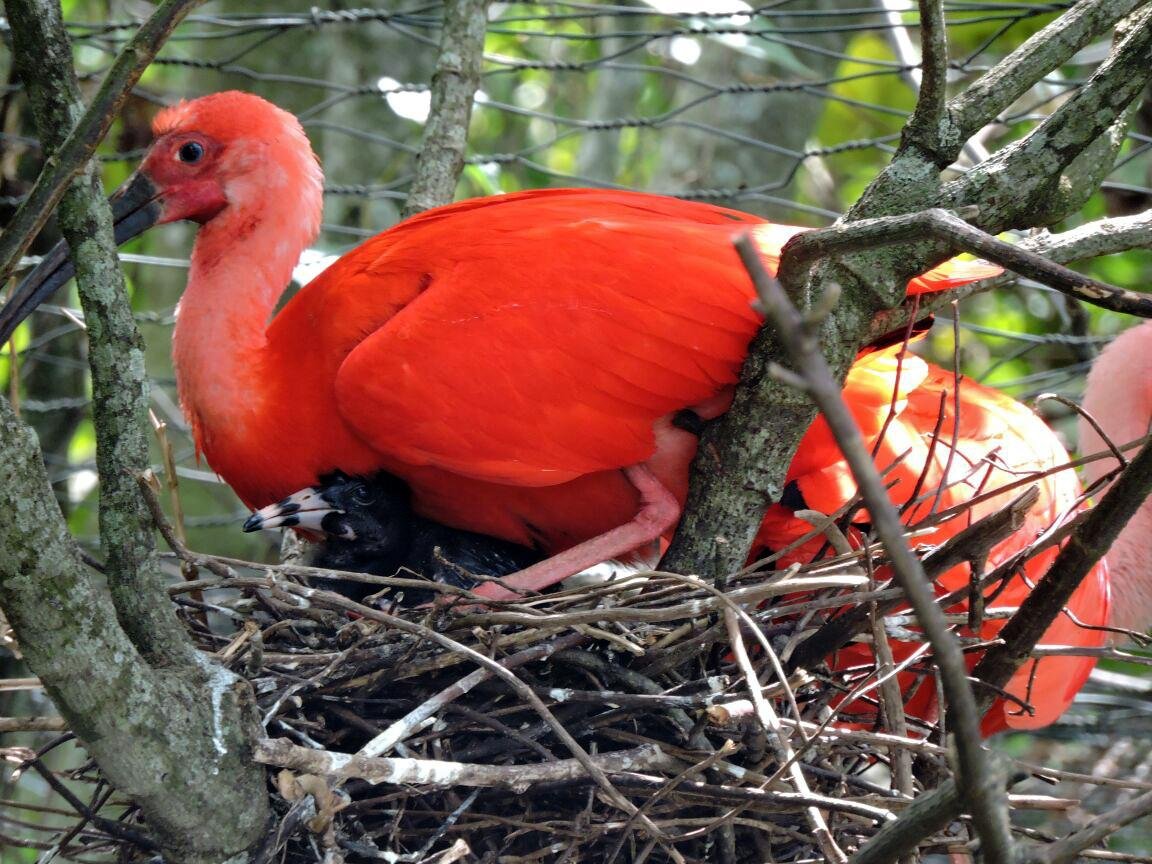 Zool&oacute;gico de Gramado registrou o nascimento de um filhote de guar&aacute;-rubra no &uacute;ltimo final de semana
