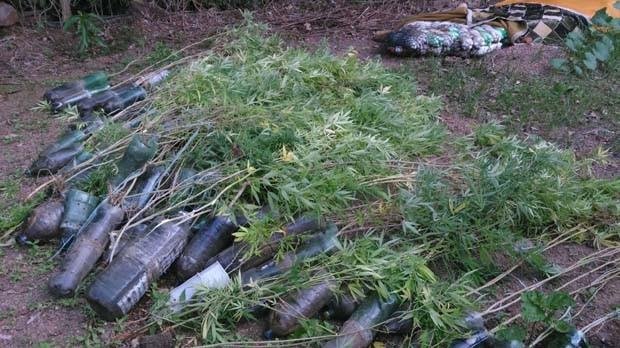 No total, 100 plantas foram descobertas em uma casa de Cruzeiro do Sul