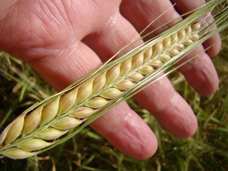 Embrapa apresenta variedades que prometem aumentar efici&ecirc;ncia 