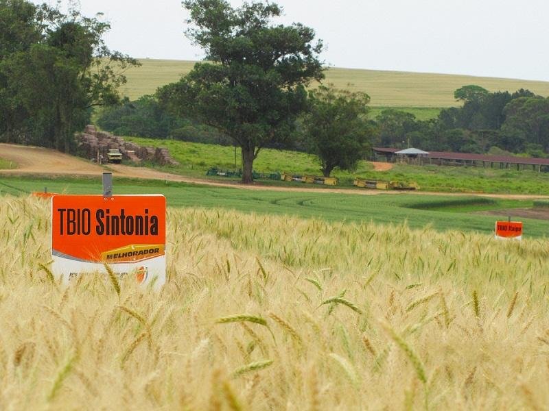 Nova cultivar oferece sanidade, ciclo precoce e performance de panifica&ccedil;&atilde;o 