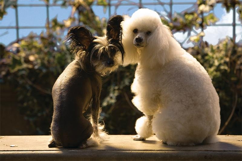 Animais com at&eacute; oito quilos poderiam viajar