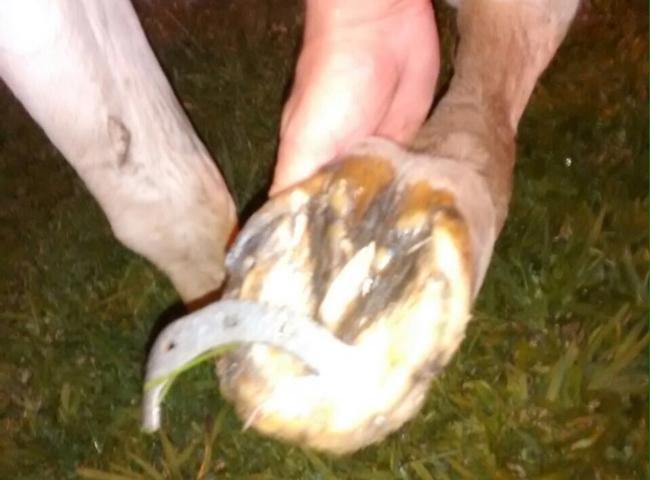 Animal estava sem ferraduras apropriadas e com v&aacute;rias les&otilde;es
