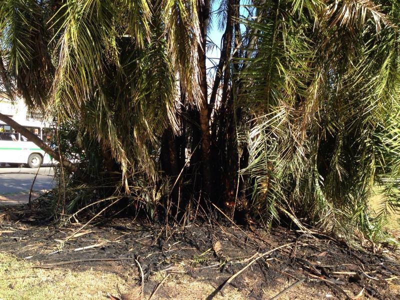 &Aacute;rvores foram incendiadas na noite dessa quinta-feira