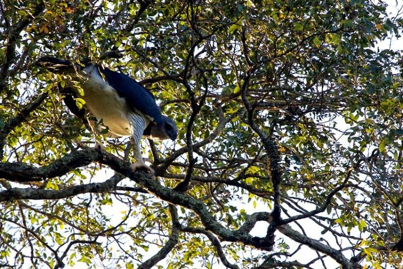 Ave em extin&ccedil;&atilde;o &eacute; fotografada no Parque Estadual do Turvo