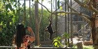 Possível privatização de Zoo de Sapucaia gera dúvidas