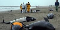 Cerca de 130 golfinhos encontrados em praia do Japão