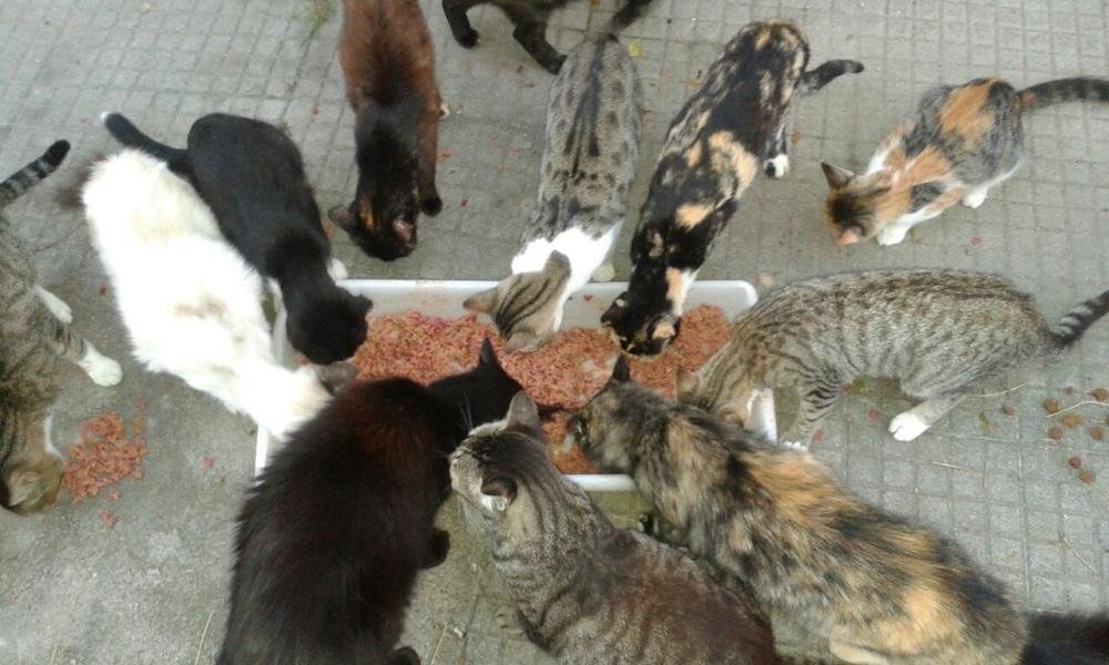 Fam&iacute;lia precisa de ajuda para manter gatos, em Tapes