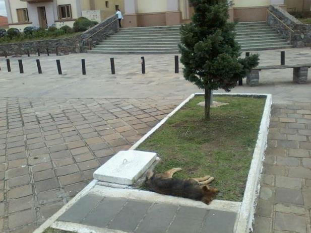 Vereador de Bom Jesus denunciado por envenenamento de animais deixa pres&iacute;dio