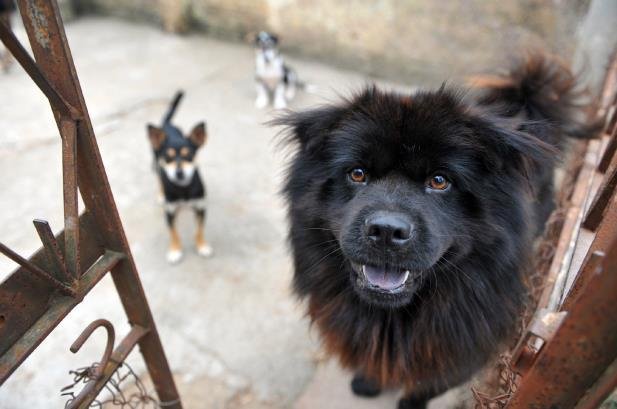 Maioria dos animais est&aacute; vacinada e castrada, aguardando ado&ccedil;&atilde;o