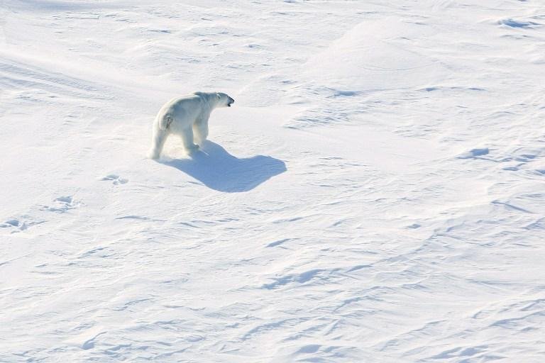 Resultados deste estudo sugerem que os riscos de extin&ccedil;&atilde;o v&atilde;o se acelerar com o aumento da temperatura global
