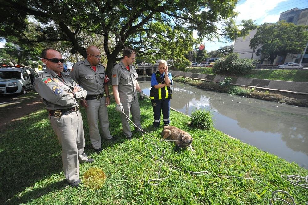 Cachorro capturado no riacho Ipiranga foi encaminhado para a Secretaria Especial dos Direitos dos Animais