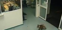 Animal entrou às 3h30min da manhã em hospital australiano