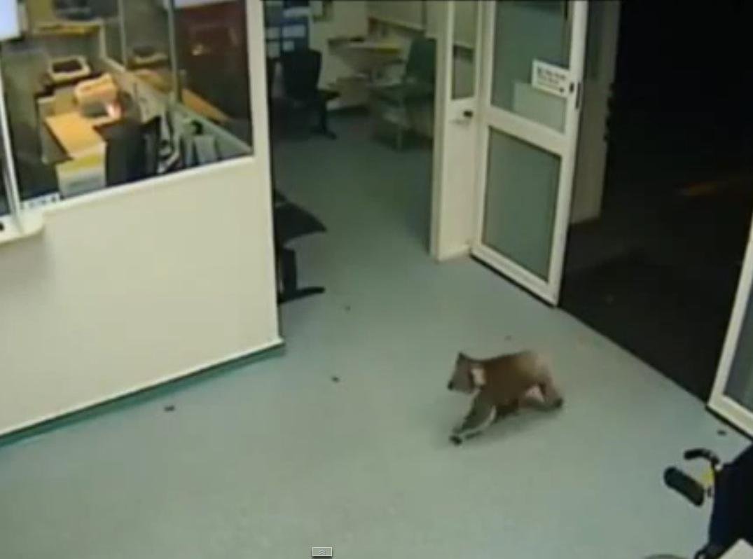 Animal entrou &agrave;s 3h30min da manh&atilde; em hospital australiano