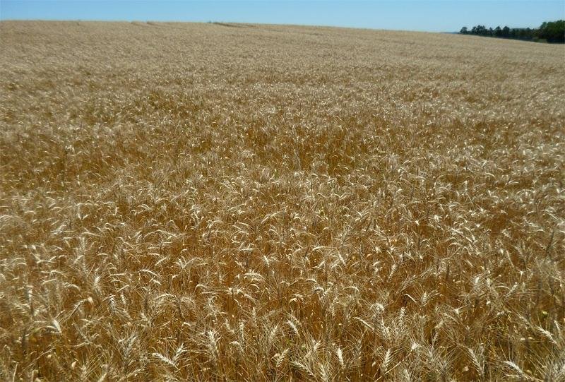Emater avalia que clima no RS estar&aacute; favor&aacute;vel para desenvolvimento do gr&atilde;o