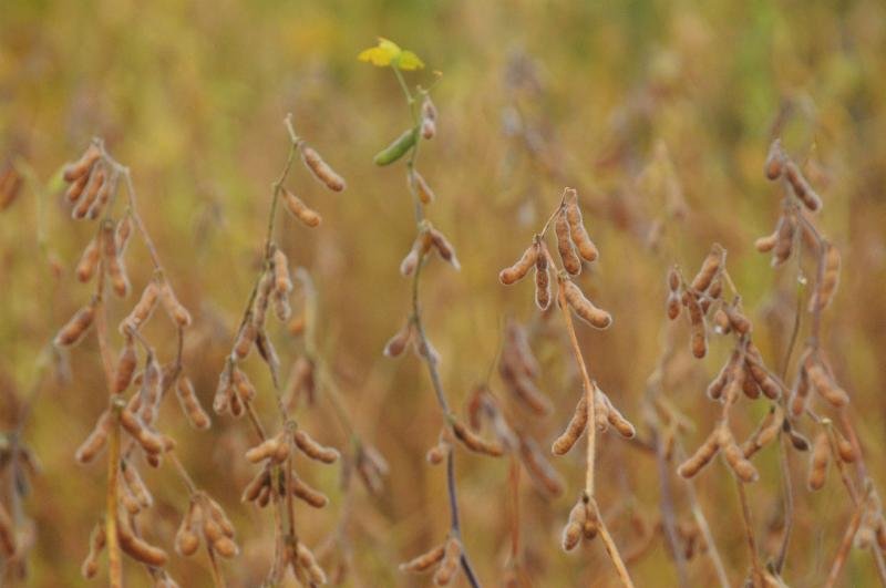 Brasil deve colher 57,5 milh&otilde;es de hectares na safra de gr&atilde;os em 2015