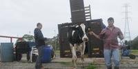 Vaca da Cabanha Santa Clara é primeiro animal a chegar na Expoleite