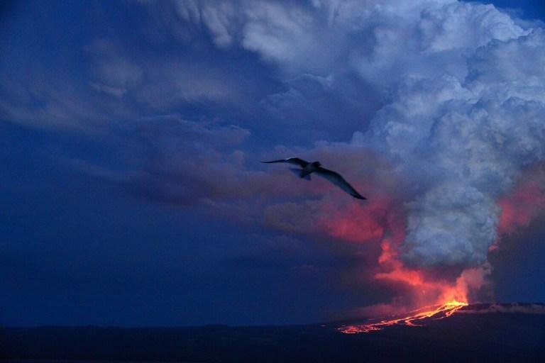 Local abriga a &uacute;nica popula&ccedil;&atilde;o de iguanas rosadas do mundo
