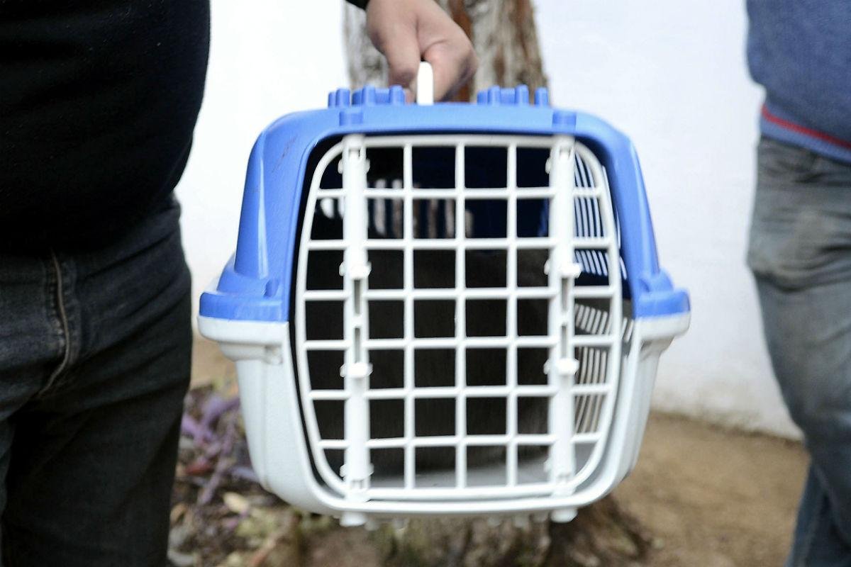 Prefeitura sanciona lei que permite animais no transporte p&uacute;blico de Porto Alegre