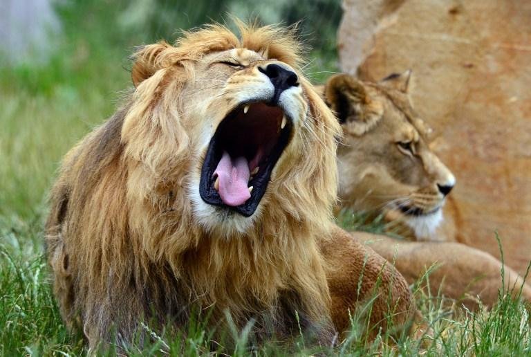 Le&atilde;o mata turista americana em parque na &Aacute;frica do Sul