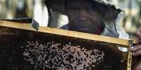 Doença bacteriana mortal que afeta as larvas de abelhas está devastando as colmeias