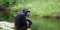 Chimpanzés selvagens têm queda por bebida alcoólica, revela estudo