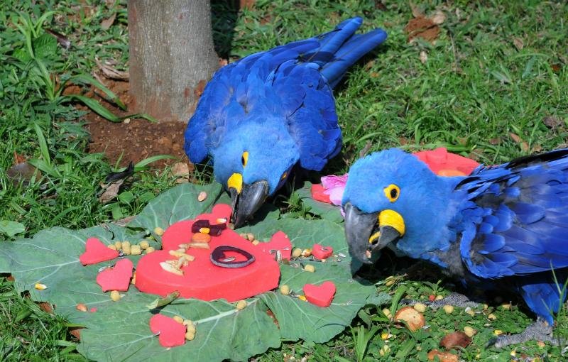 Araras ganharam bolos de polenta em formato de cora&ccedil;&atilde;o 