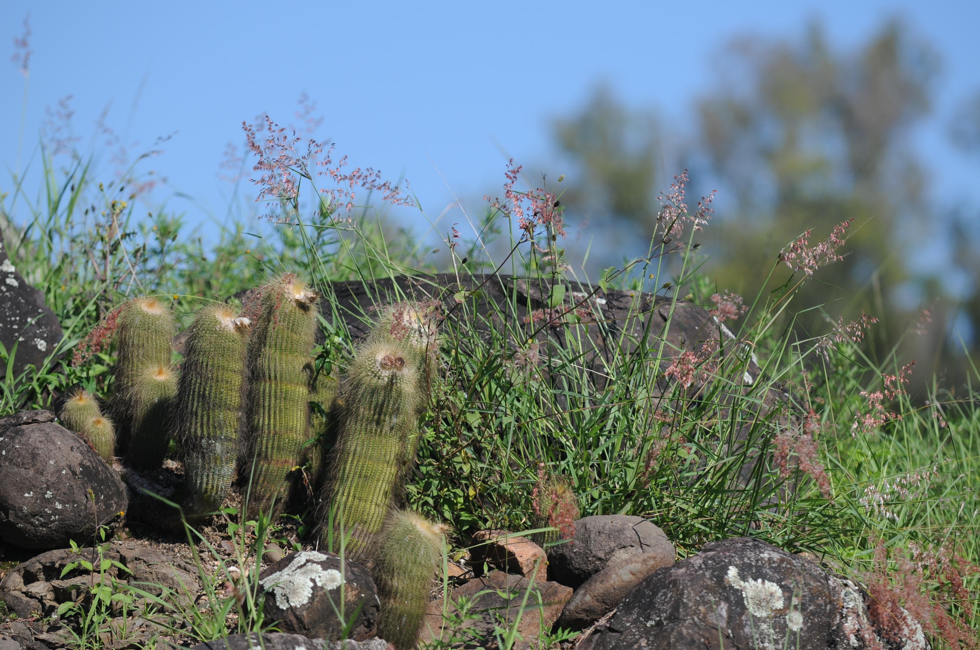 Mais de 800 esp&eacute;cies da flora ga&uacute;cha est&atilde;o amea&ccedil;adas de extin&ccedil;&atilde;o