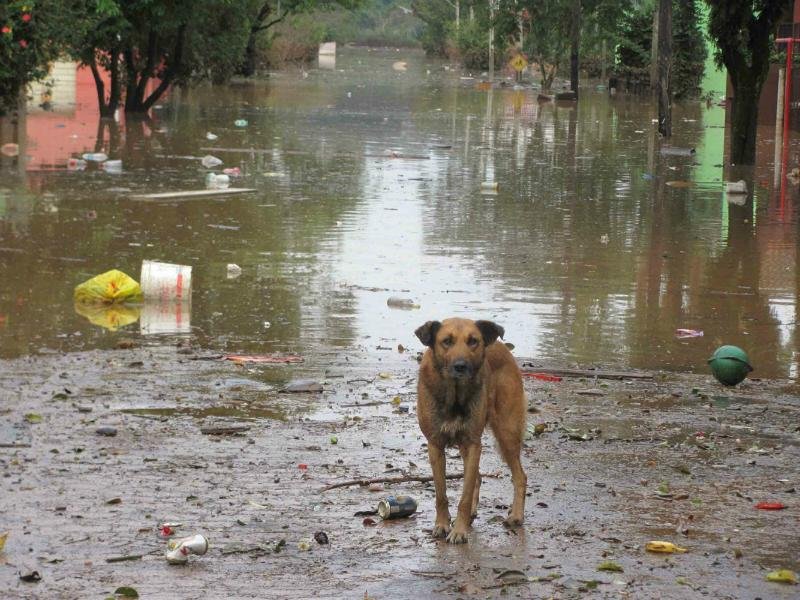 Animais receber&atilde;o aten&ccedil;&atilde;o especial em Lajeado