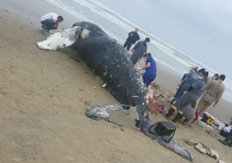 Baleia jubarte &eacute; encontrada morta no Litoral Norte