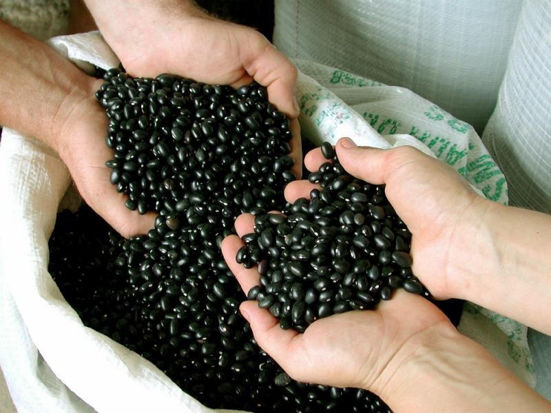 Ser&atilde;o doadas at&eacute; 45  mil toneladas de feij&atilde;o dos estoques p&uacute;blicos