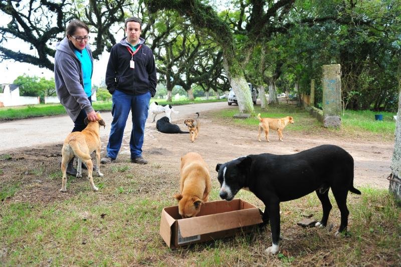 Campanha tenta encontrar interessados em adotar os animais