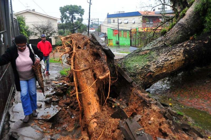 Chuva causa queda de &aacute;rvores em Porto Alegre 