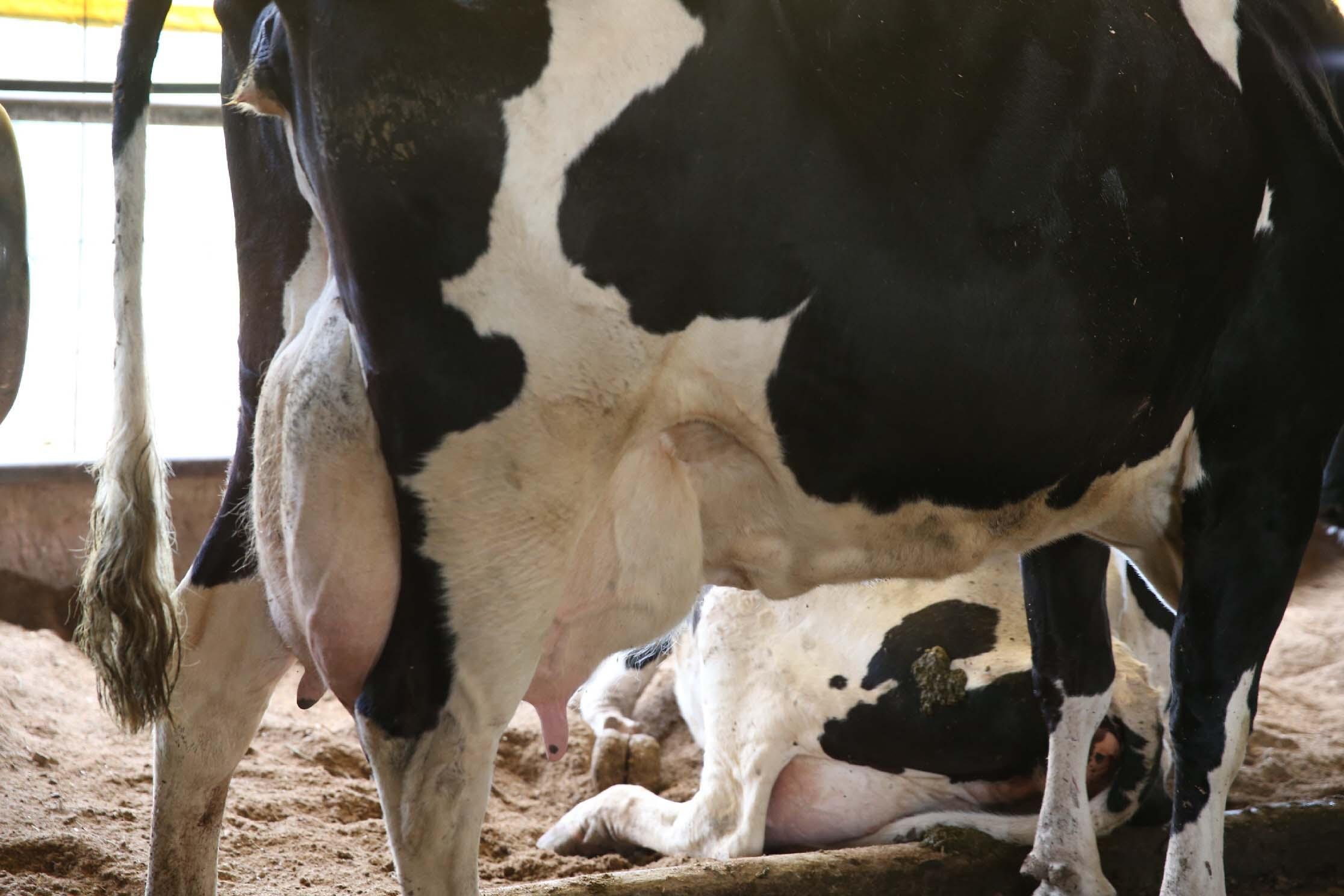 Chuvas impactam na produ&ccedil;&atilde;o de leite no Estado