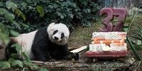  Jia Jia, a panda mais velha em cativeiro, comemora 37 anos 