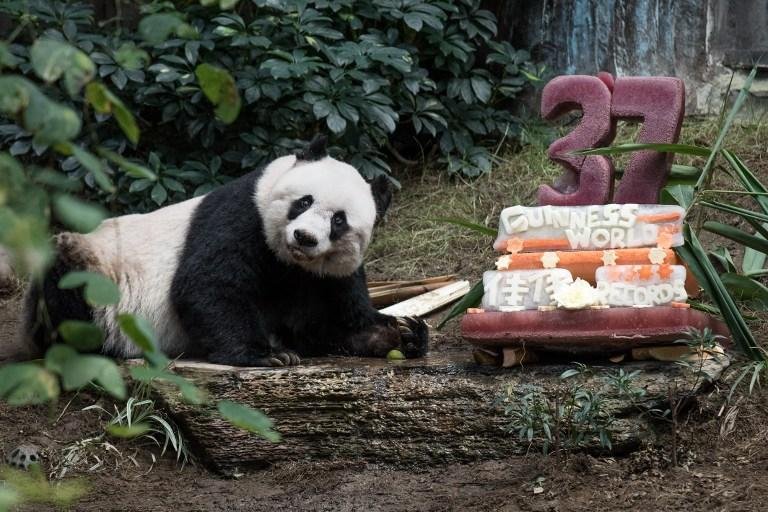  Jia Jia, a panda mais velha em cativeiro, comemora 37 anos 