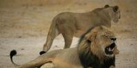 Leão era uma das grandes atrações de uma reserva natural do Zimbábue