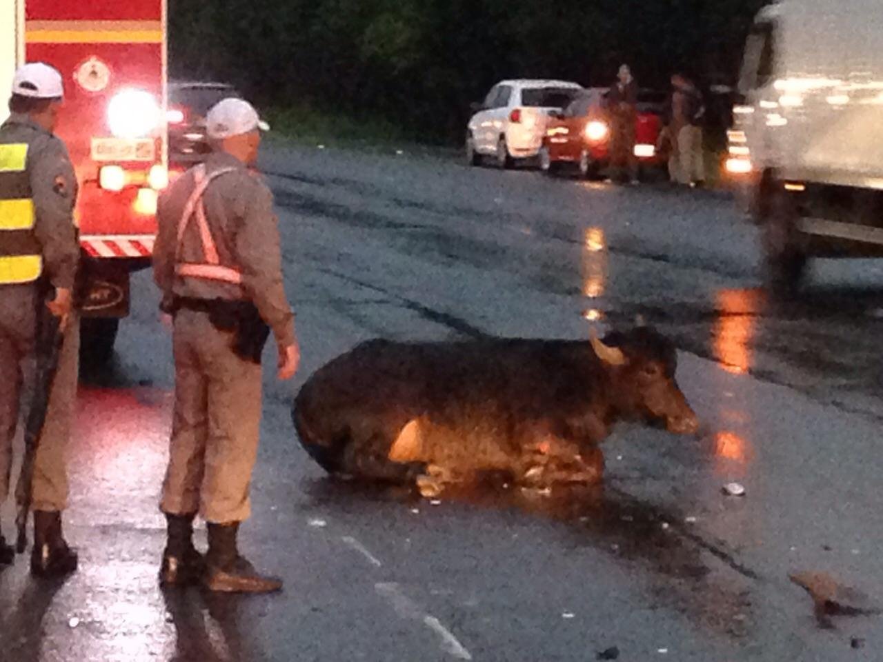 B&uacute;falo invade ERS 239 e &eacute; sacrificado
