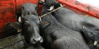 Animais foram levados em um caminhão até uma fazenda em Portão