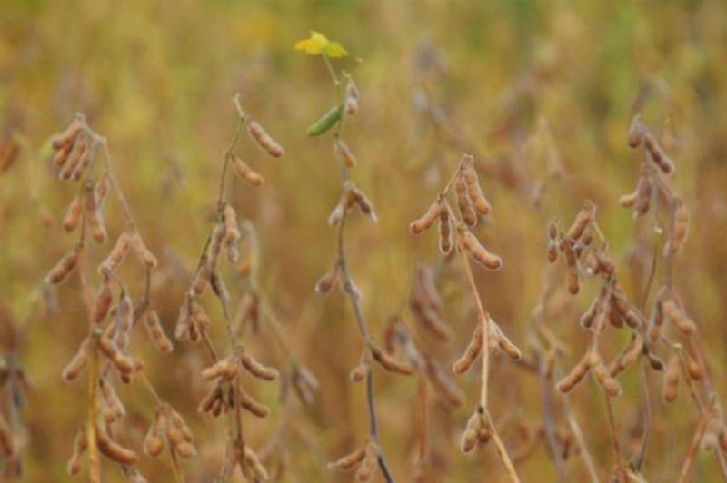 Brasil deve colher 57,7 milh&otilde;es de hectares na safra de gr&atilde;os em 2015