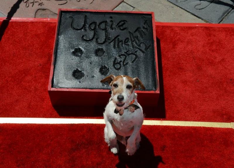 Uggie ganhou uma estrela na cal&ccedil;ada da fama de Hollywood