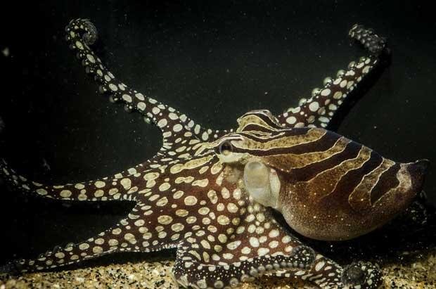 Animal surpreende por comportamento coletivo diferente das demais