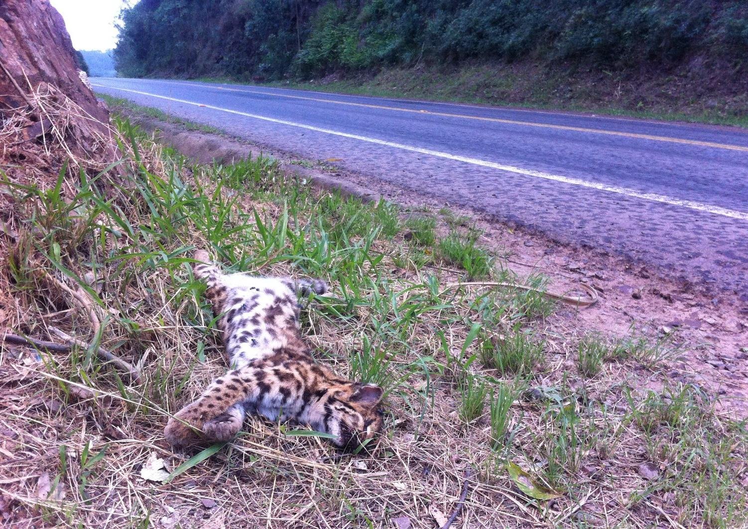 Jaguatirica &eacute; encontrada morta &agrave;s margens da ERS 124, em Pareci Novo