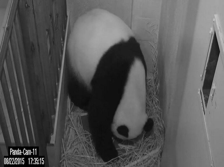 Nasce filhote de panda no zool&oacute;gico de Washington