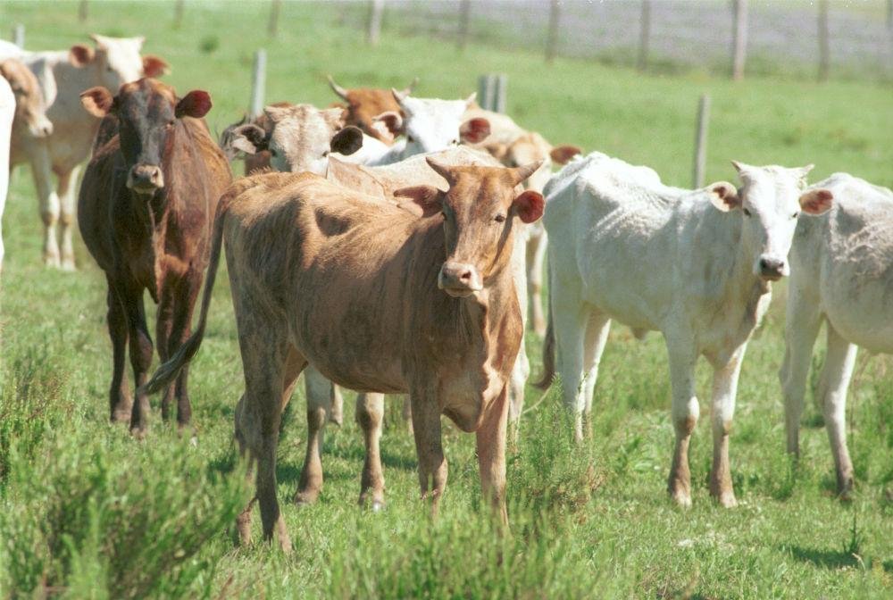 Caso de doen&ccedil;a da "vaca louca" foi confirmado no Par&aacute;