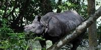 Inundações na Índia deixam rinocerontes em perigo 