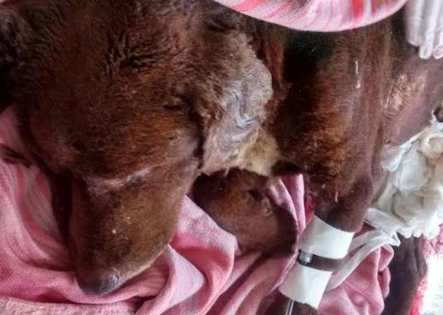 C&atilde;o teve 40% do corpo queimado na &uacute;ltima ter&ccedil;a-feira