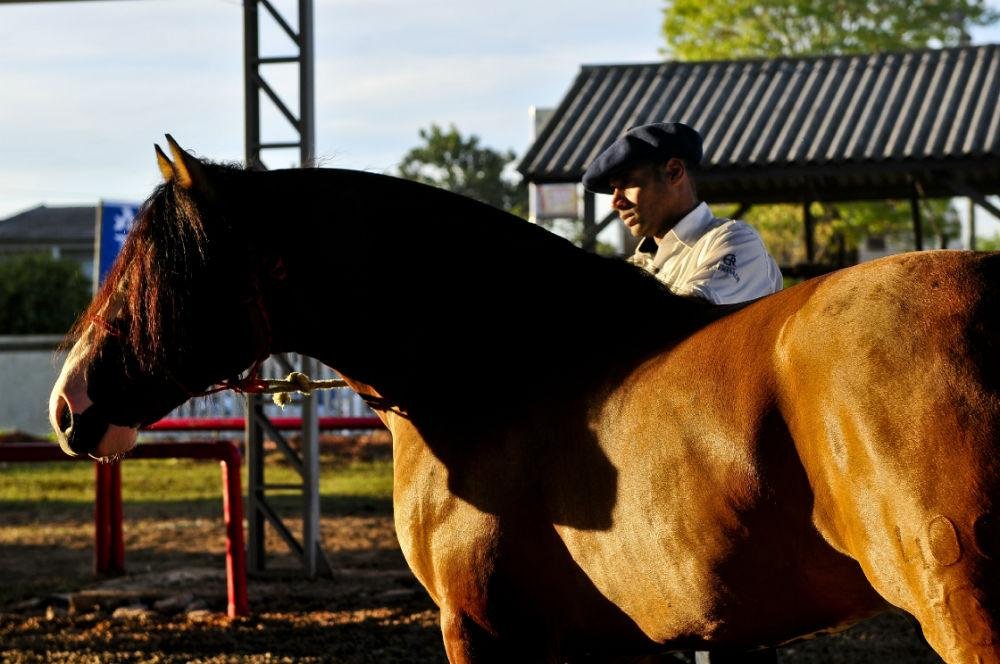 Bom momento da pecu&aacute;ria, a comercializa&ccedil;&atilde;o de animais deve se manter nos mesmos patamares de 2014, quando representou R$ 12,419 milh&otilde;es