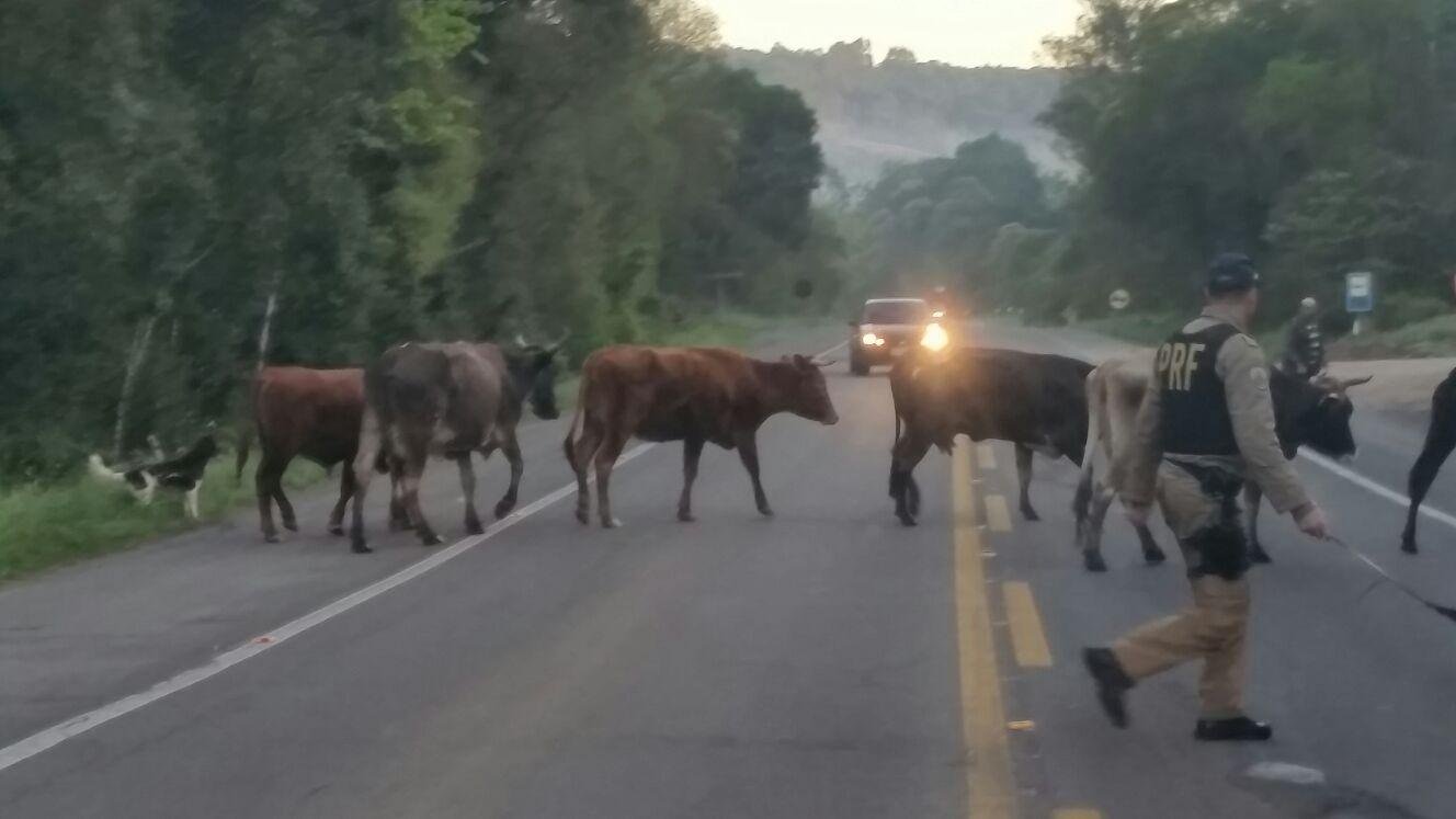 Animais invadiram a pista na BR 116
