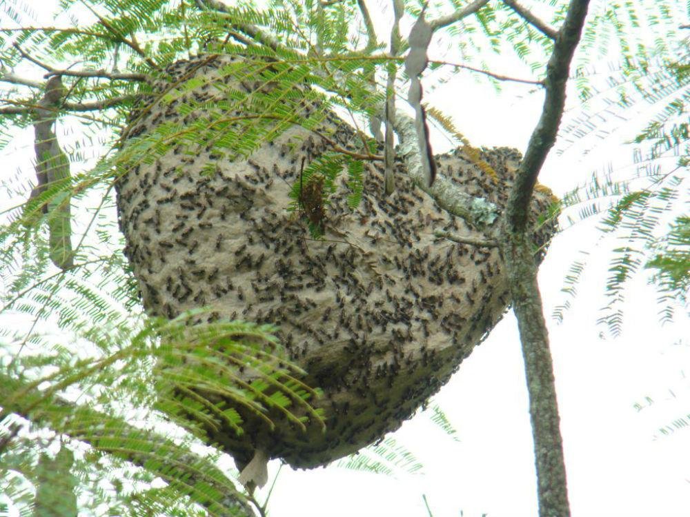 Estudo mostra que a toxina da polybia paulista n&atilde;o afeta as c&eacute;lulas saud&aacute;veis